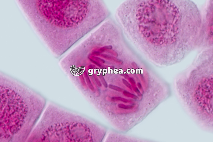 Mitose racine d'Ail ANAPHASE x640 - gryphea.com